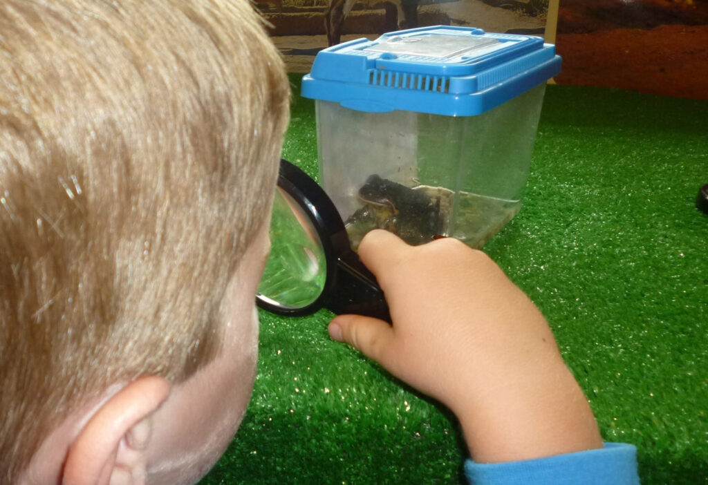 Child looking closely at a frog at KU Goulburn childcare