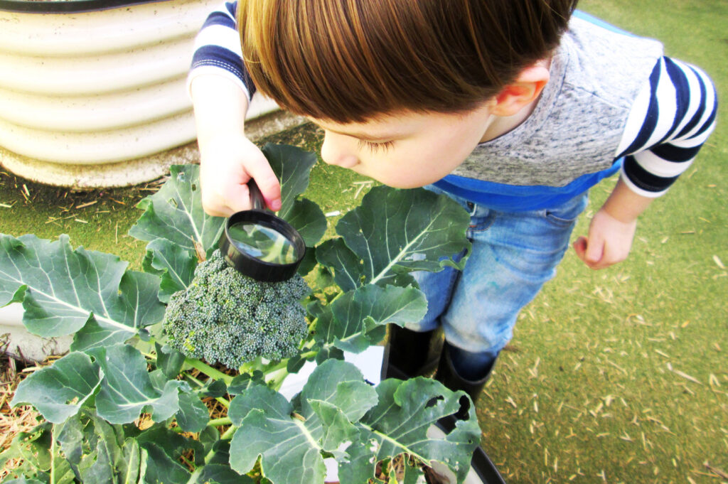 Child using a magnifying glass to look at plants at KU Penrith childcare