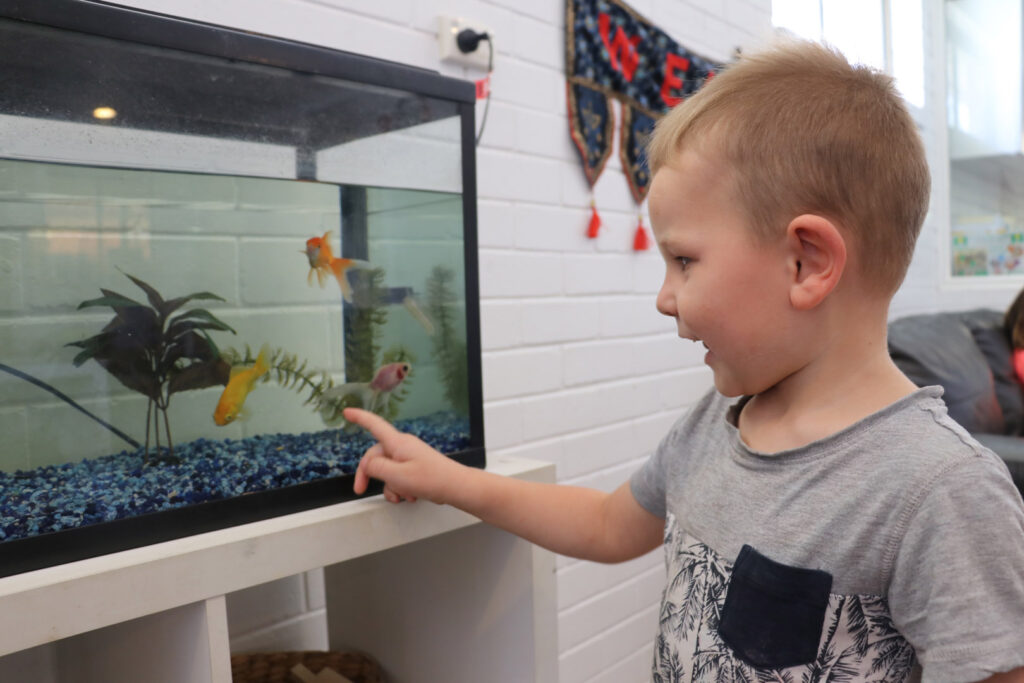 Child observing fish in a tank at KU Kangaroo childcare